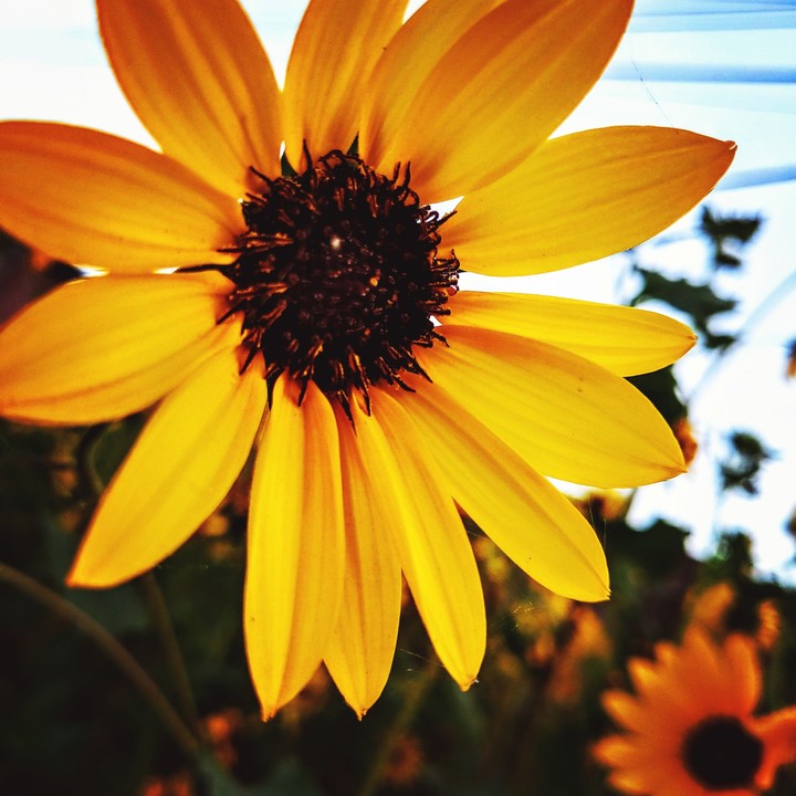 sunny morning