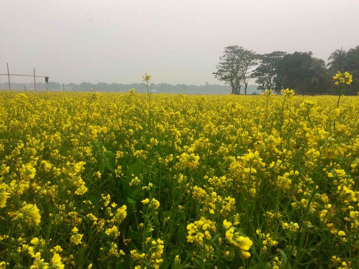 #Mustard flowers
