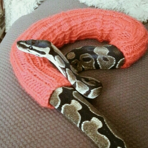 Snake