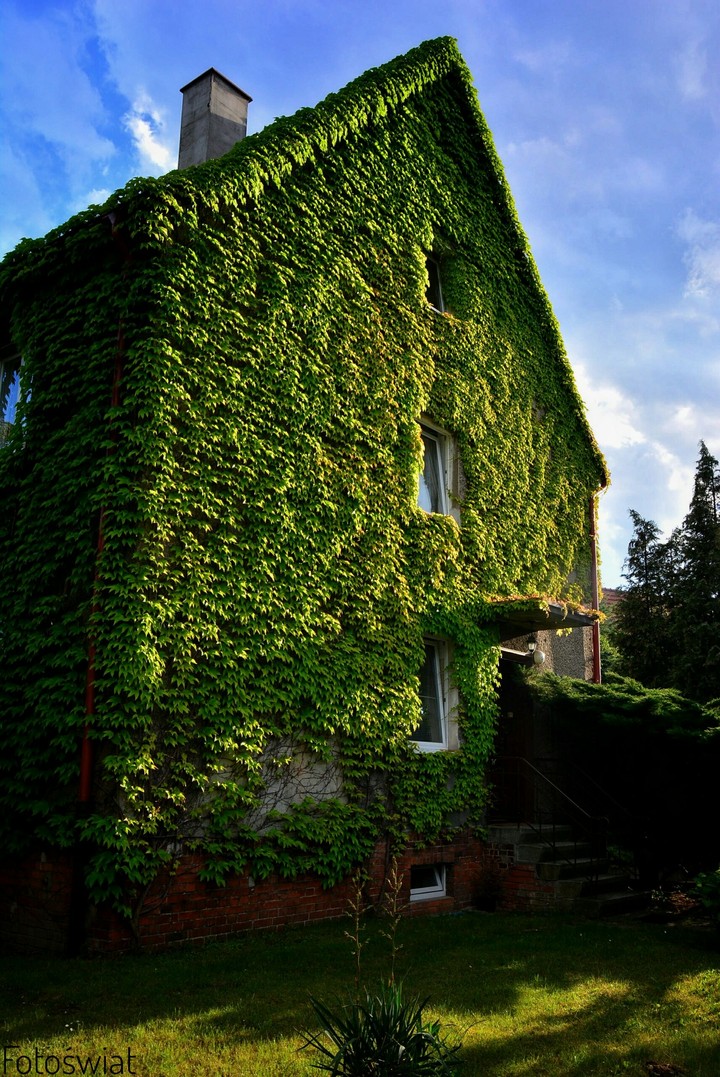 Green house
