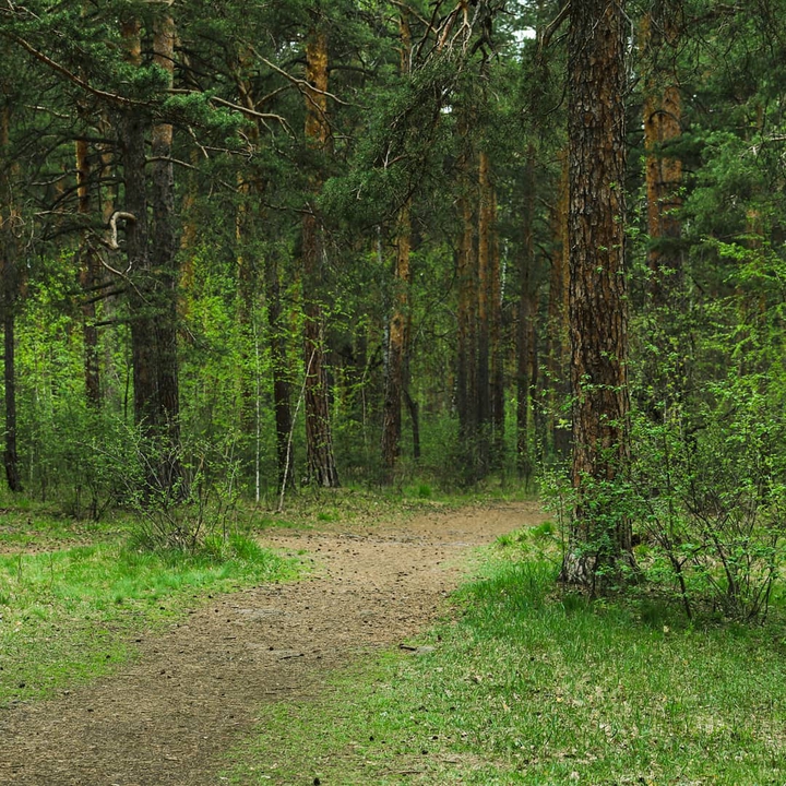 В лесу
