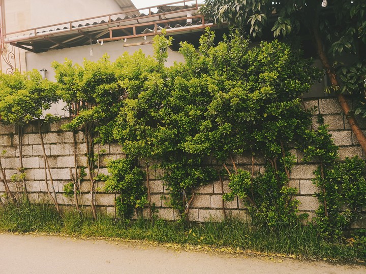 Box Tree