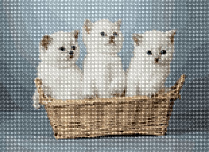 three kitty playing.