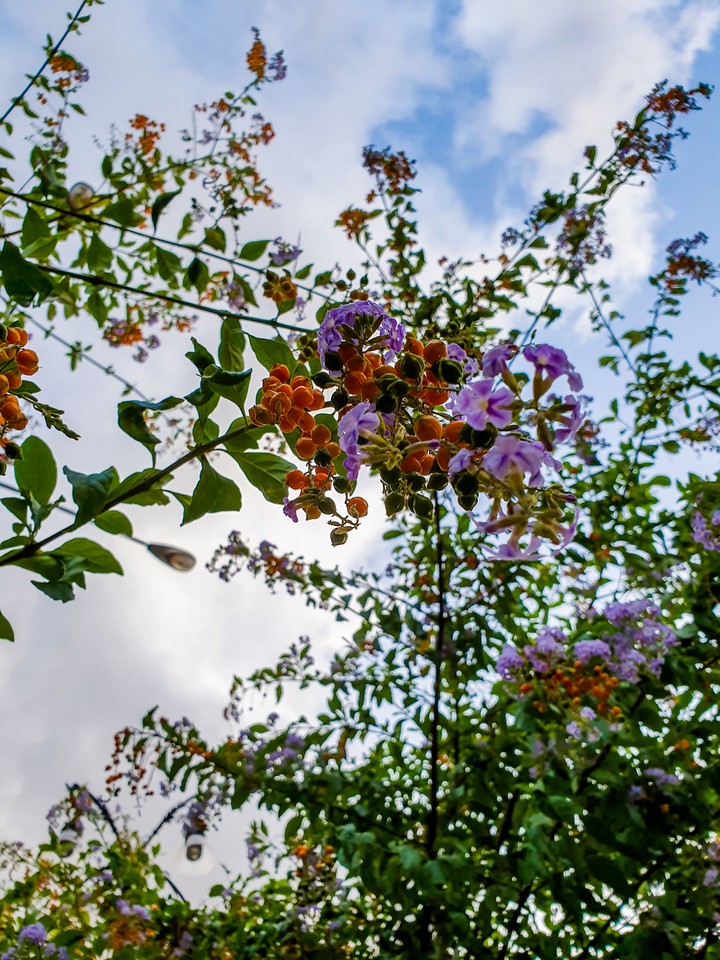 Flowers