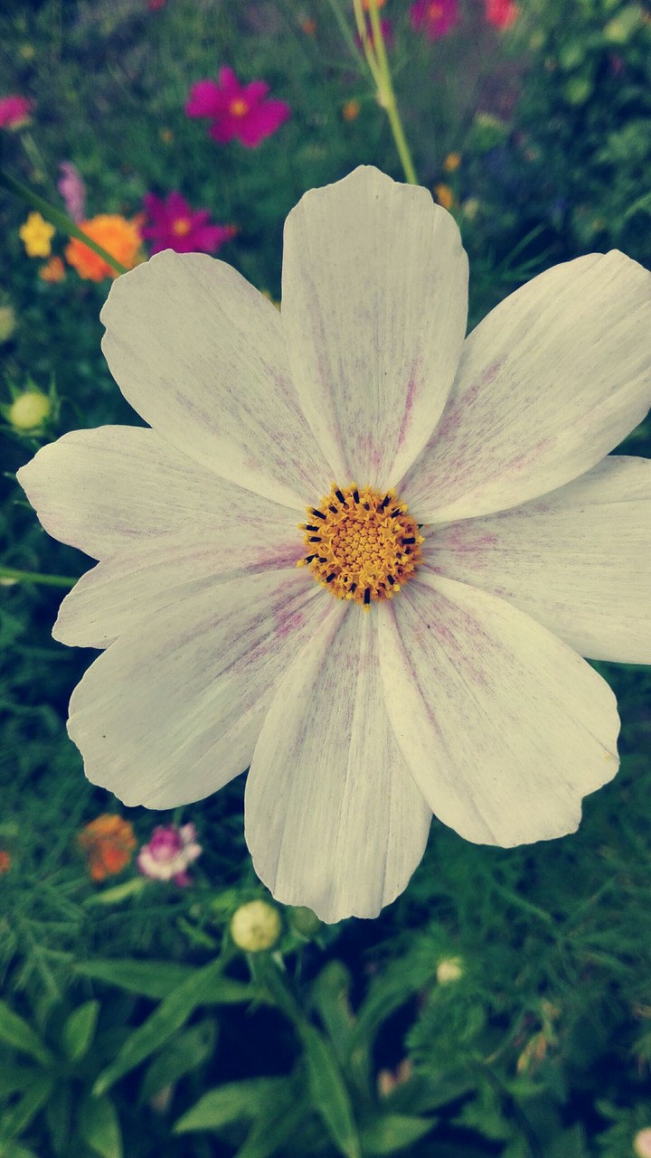 white and pink