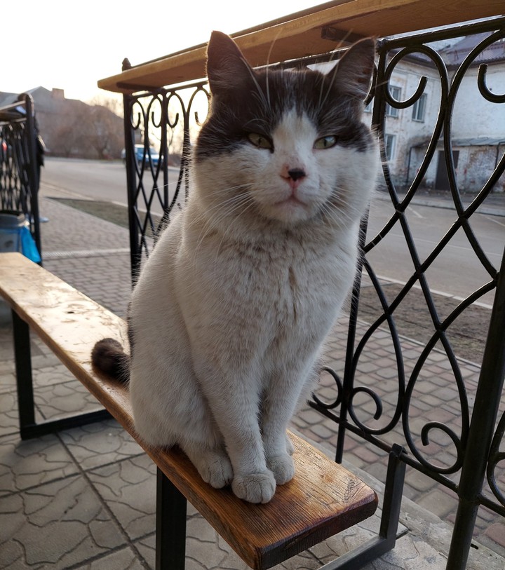 кот
