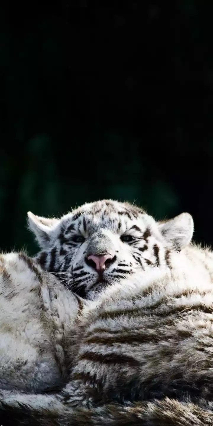 Bengal tiger