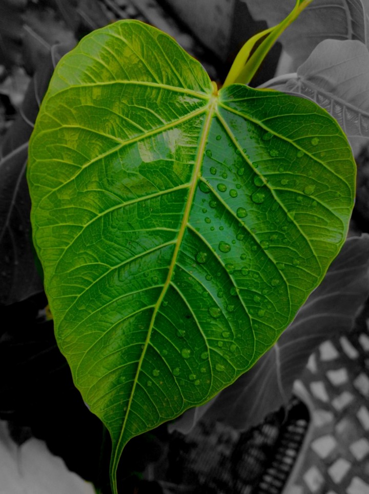 water drops on leaf