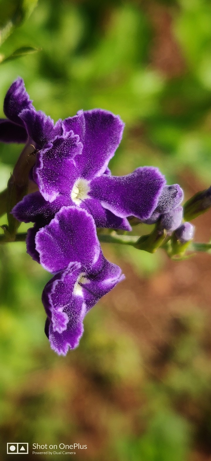 Purple flower
