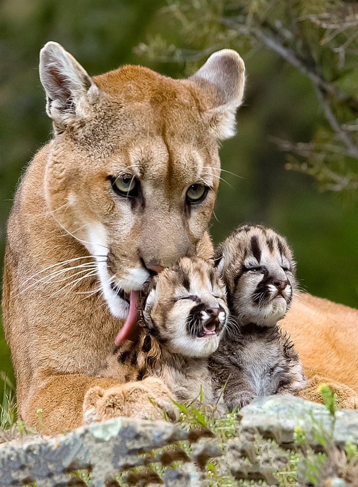 A Cleaning N America Cougar