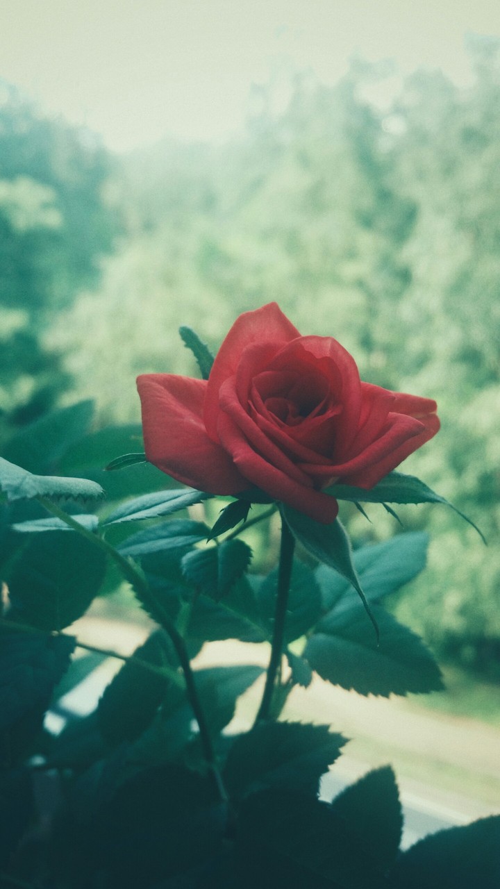 rose♡
