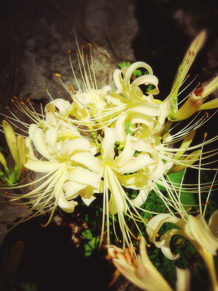 Lycoris radiata