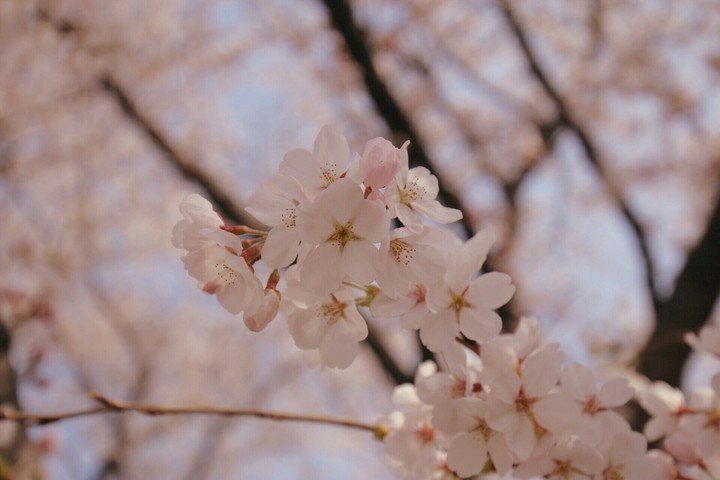 벚꽃