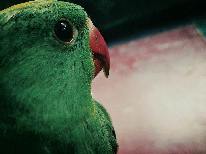 bird
