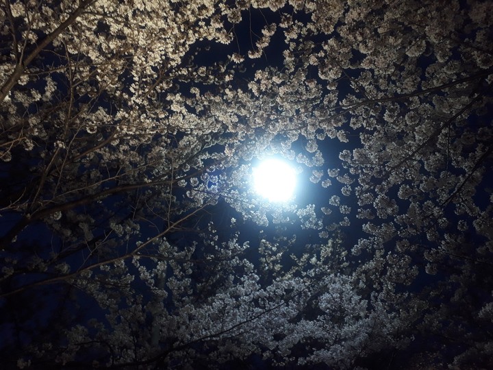 cherry blossomes