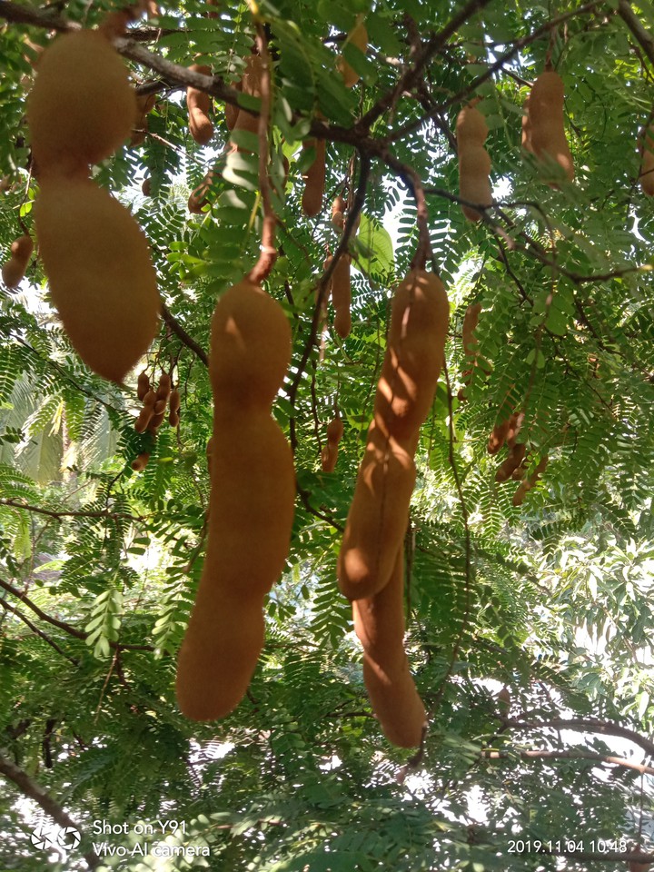 Fruit