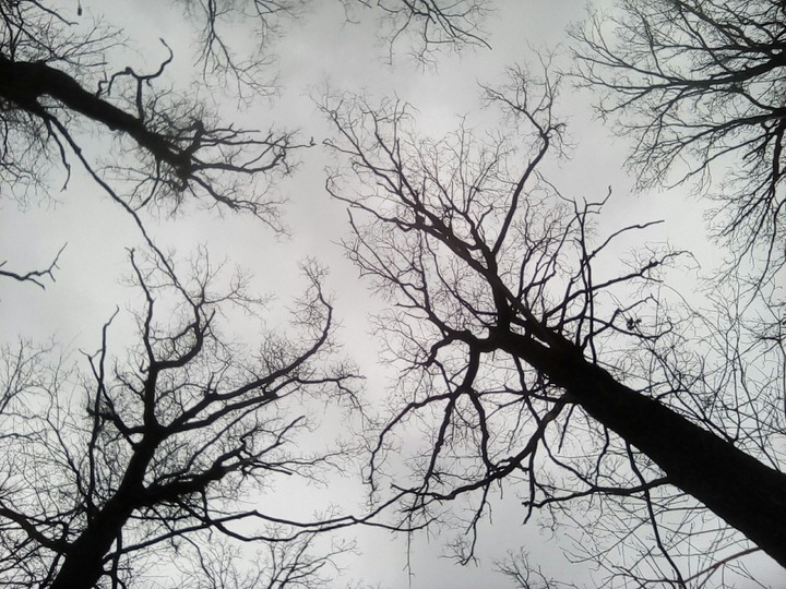 black forest