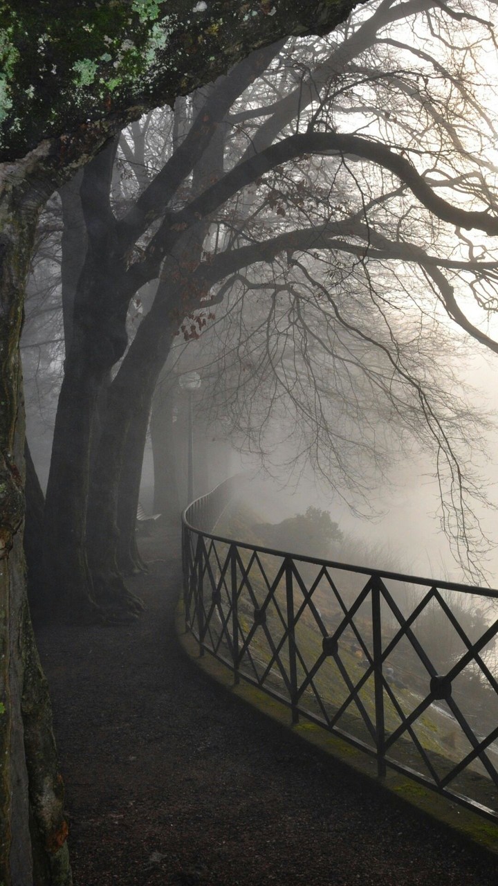 Mysterious Forest