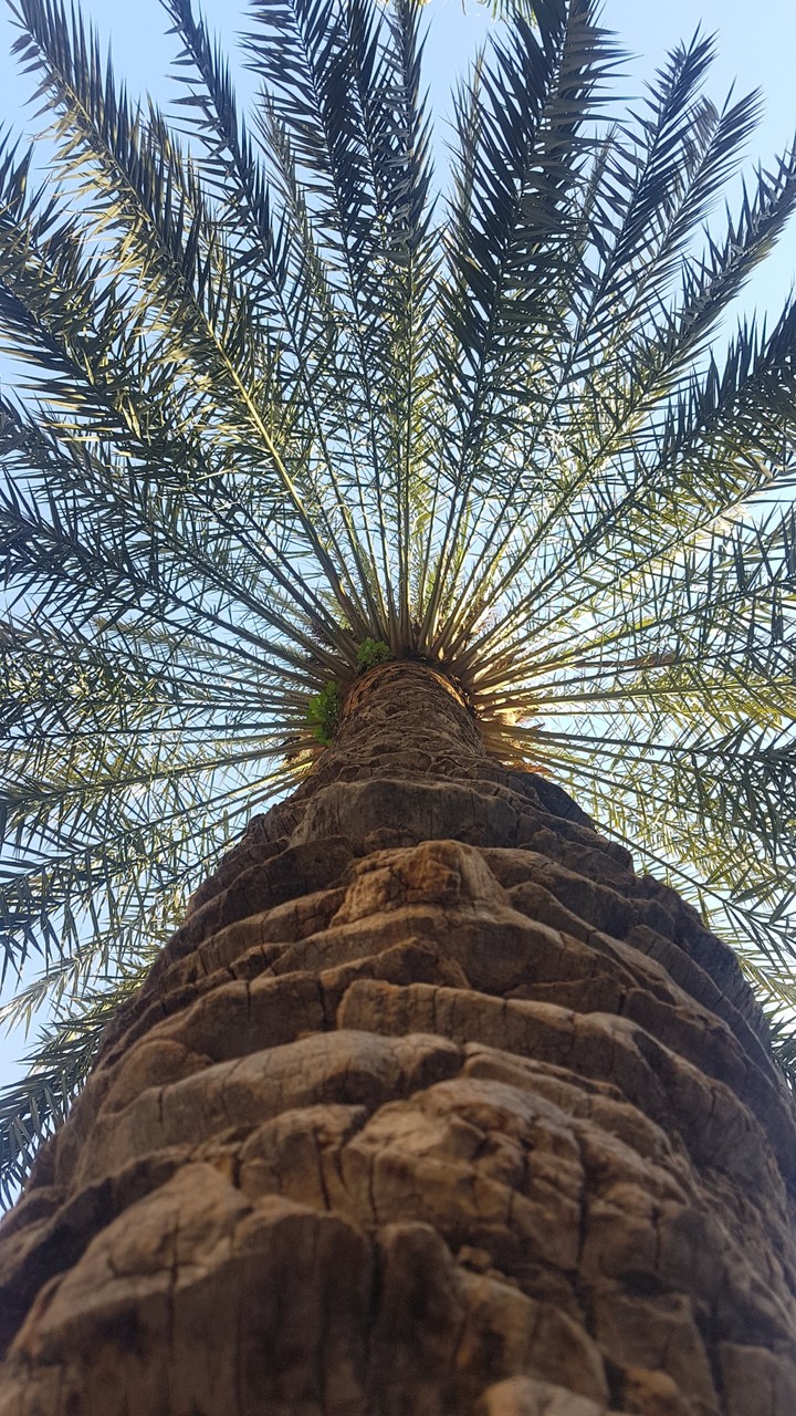palm tree 2