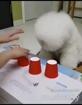 Игра в стаканчики.