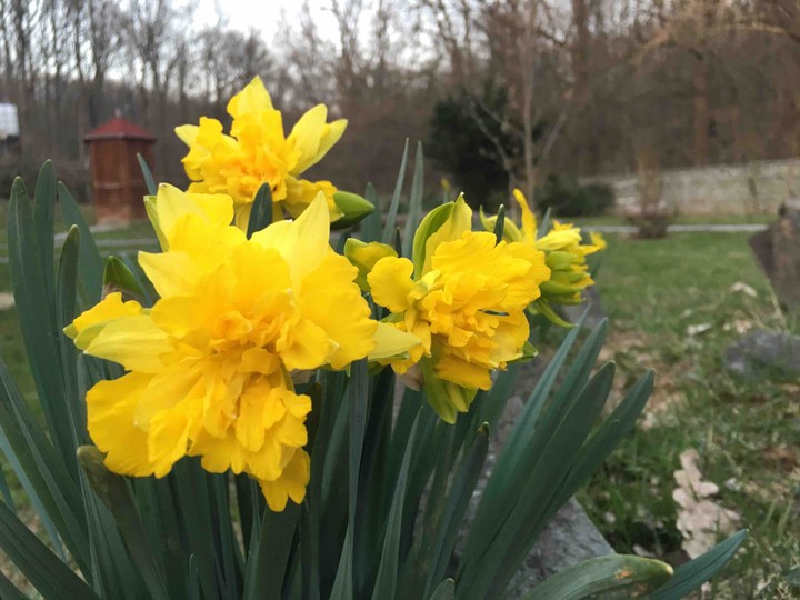 spring
