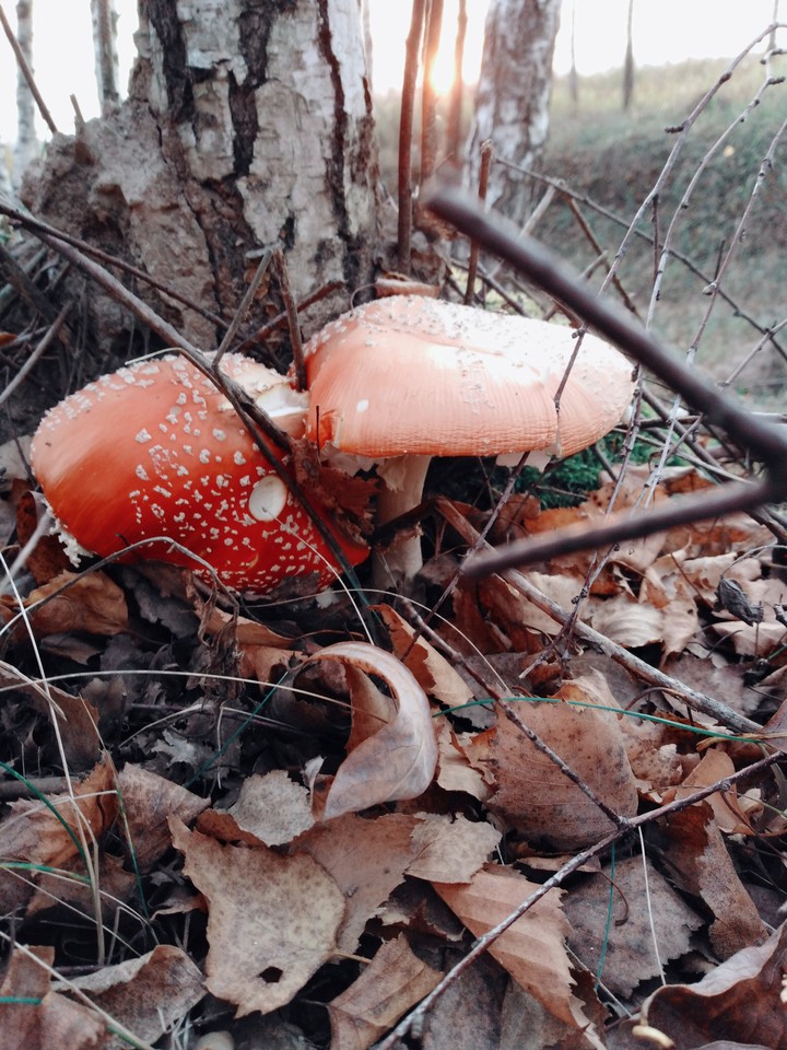 Toadstools