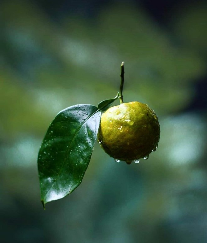 fruit