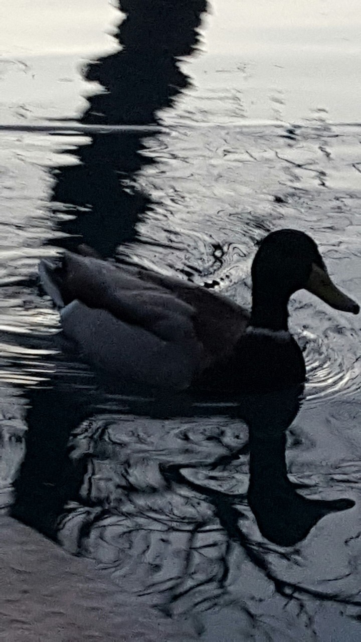duck.