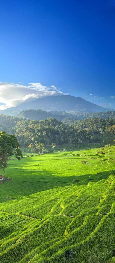hill, green Hintergrundbilder