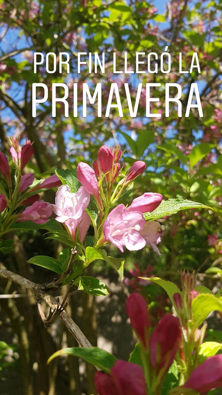 Por fin llegó la primavera/Finally spring has arrived