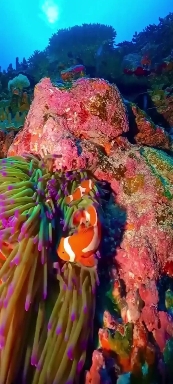 tropical fish in the sea