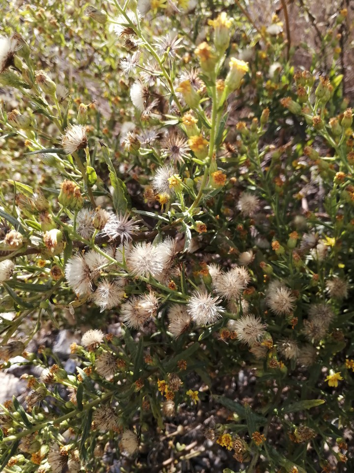 Diente de León