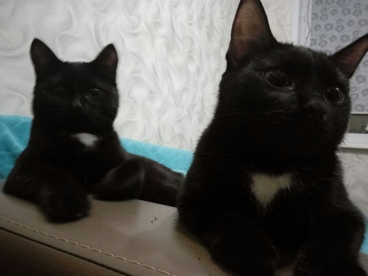 alice & lucy