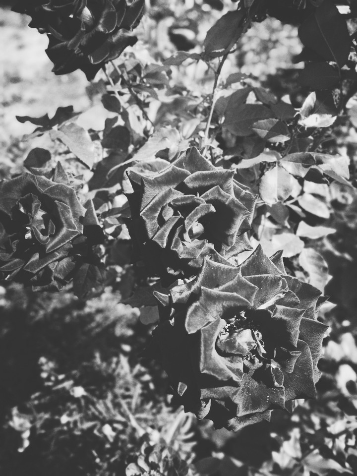 rose.