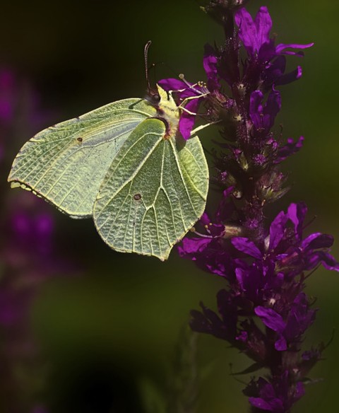 insect, arthropod wallpapers