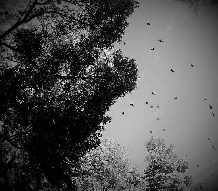 Birds Of The Air
