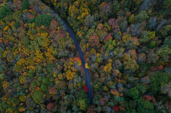 large forest