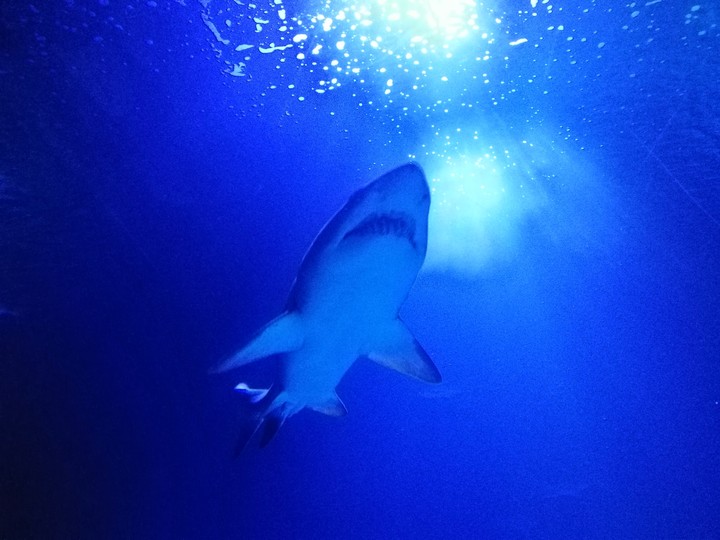 tiburón