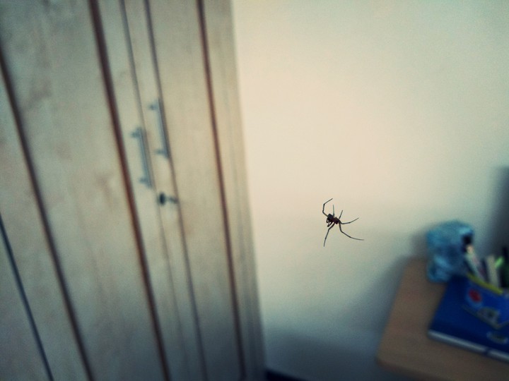 Falling Spider(Is it?)