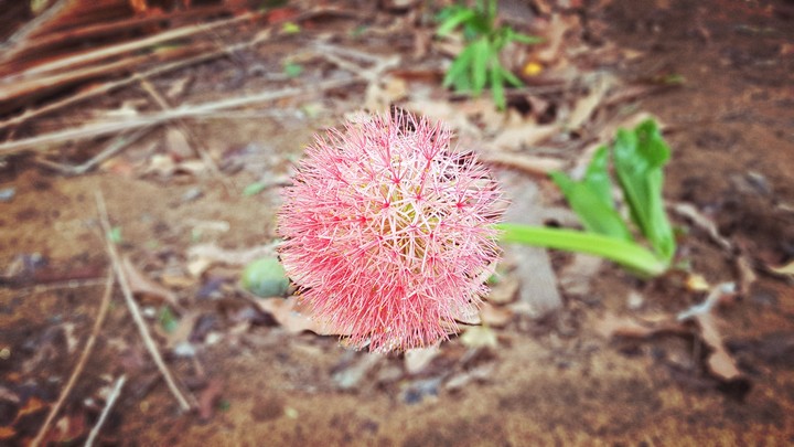 flower