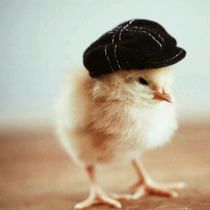chick chick