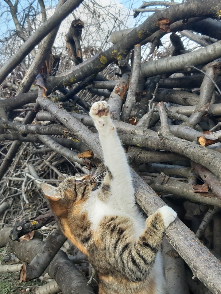 Fantactic cat