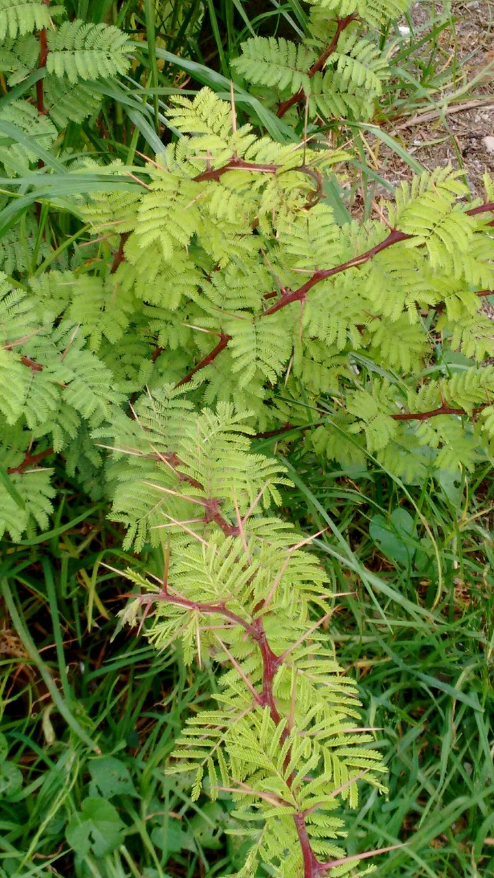 liffe green