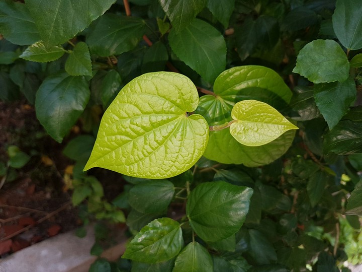 Leaf!!!!