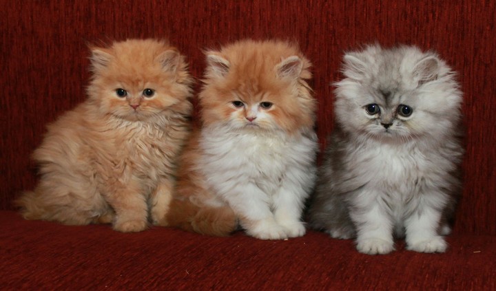 Sweet Perserkitten