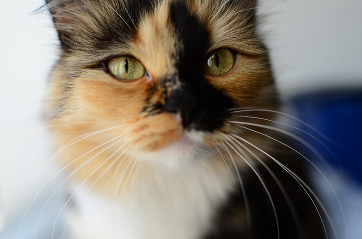 cat