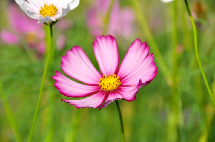 Cosmos