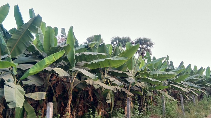 Banana trees