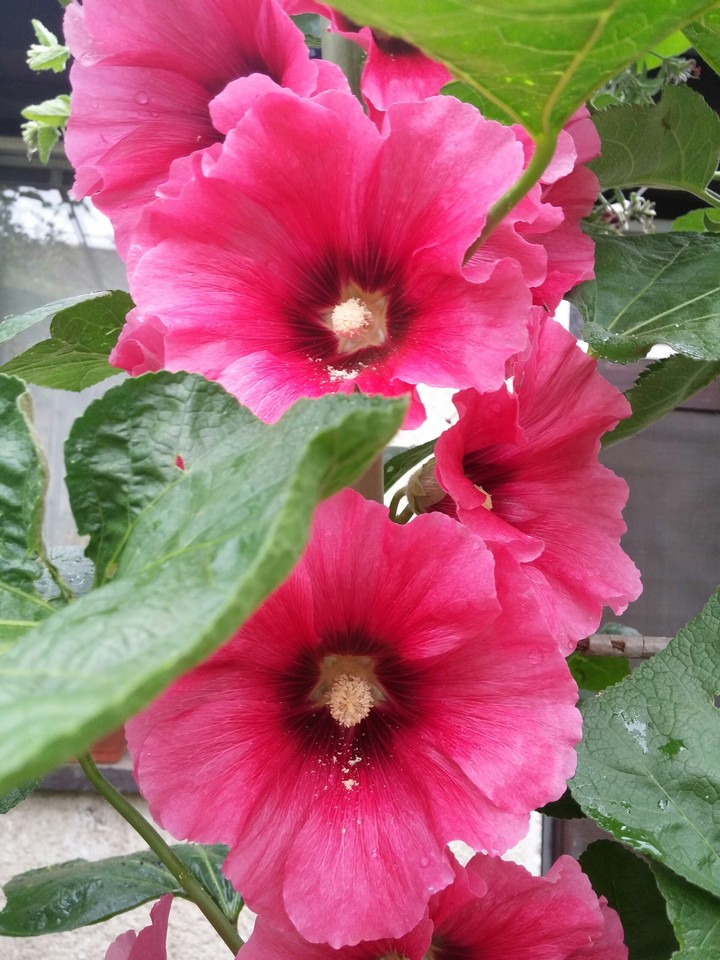 Beauty, own garden