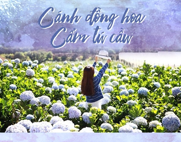 KHU VƯỜN ĐÀ LẠC HOA CẨM TÚ CẦU